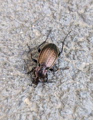 Carabus cumanus