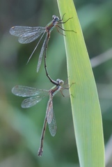 Chalcolestes parvidens
