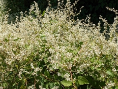 Fallopia baldschuanica