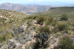 Phaenocoma prolifera