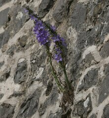 Campanula pyramidalis