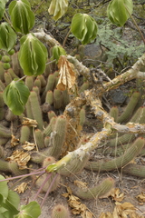 Trichocereeae