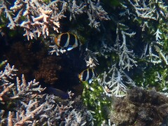 Chaetodon tricinctus