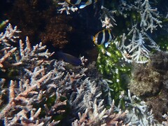 Neoglyphidodon polyacanthus