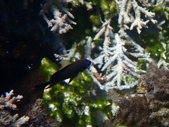 Neoglyphidodon polyacanthus