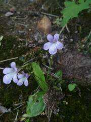 Pinguicula dertosensis