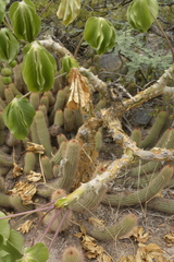 Trichocereeae