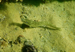 Sillaginodes punctatus