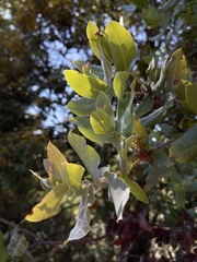 Arctostaphylos andersonii
