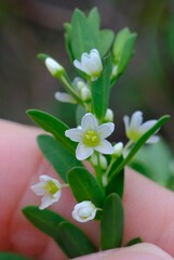 Phyllanthus calycinus