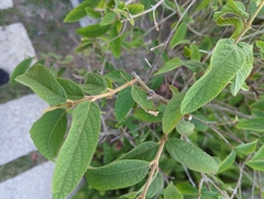 Callicarpa formosana