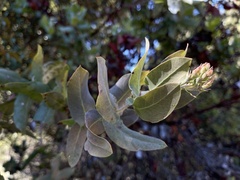 Arctostaphylos andersonii