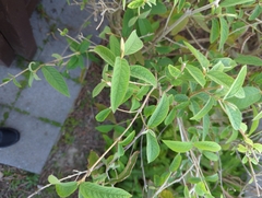 Callicarpa formosana