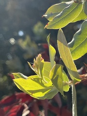 Arctostaphylos andersonii