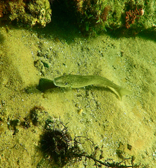 Sillaginodes punctatus