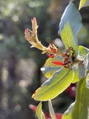 Arctostaphylos andersonii