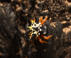 Austracantha minax