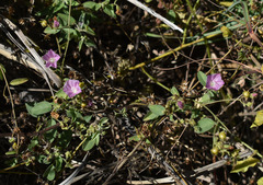 Jacquemontia paniculata