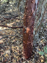 Arctostaphylos andersonii