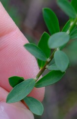Phyllanthus calycinus