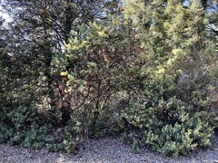Arctostaphylos andersonii