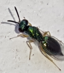 Pteromalidae