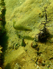 Sillaginodes punctatus