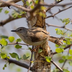Prinia subflava