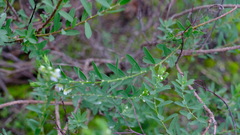 Phyllanthus calycinus