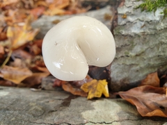 Oudemansiella