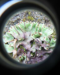 Asterella tenella