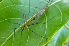 Nephrotoma australasiae