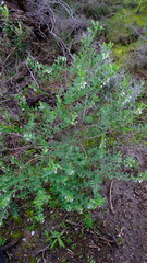Phyllanthus calycinus