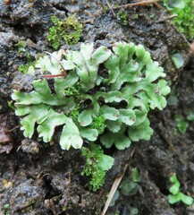 Asterella tenella