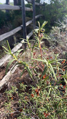 Cistus monspeliensis