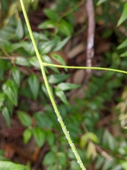 Cassytha filiformis