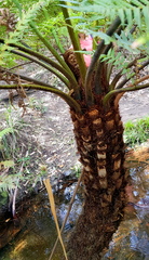 Cyathea australis