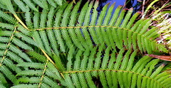 Cyathea australis