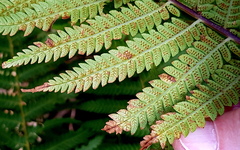 Cyathea australis