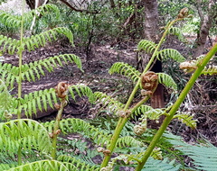 Cyathea australis