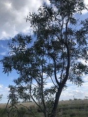 Alectryon oleifolius