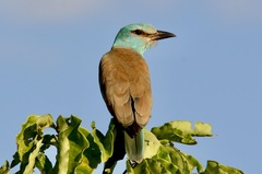 Coracias garrulus
