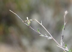 Wahlenbergia cinerea