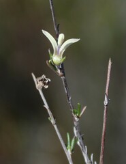 Wahlenbergia cinerea