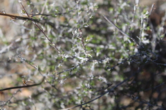 Wahlenbergia cinerea