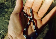 Elapsoidea boulengeri