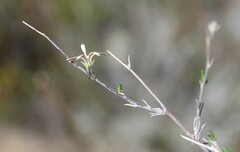 Wahlenbergia cinerea