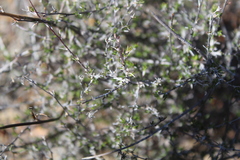 Wahlenbergia cinerea
