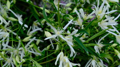 Clematis linearifolia