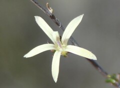 Wahlenbergia cinerea